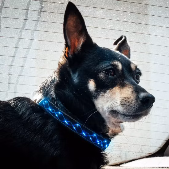  맞춤형 자수 LED 애완동물 목걸이.  조절 가능한 LED 개 목걸이